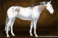 Horse Color:White Spotted Sable Champagne Splash Appaloosa 