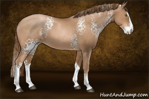 Horse Color:White Spotted Liver Chestnut Pearl Splash 