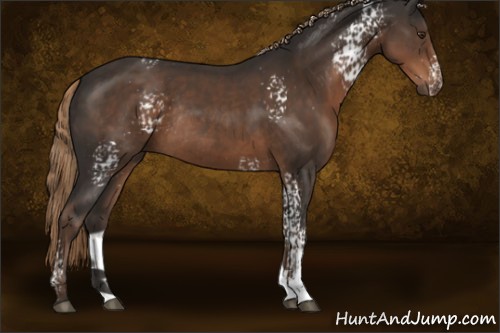 Horse Color:White Spotted Liver Chestnut Rabicano 