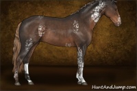 Horse Color:White Spotted Liver Chestnut Rabicano