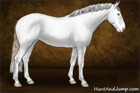 Horse Color:White Spotted Gold Champagne Appaloosa 