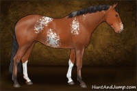 Horse Color:White Spotted Bay 