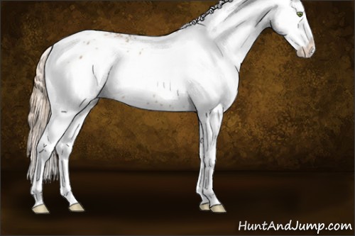 Horse Color:White Spotted Gold Champagne Splash