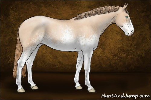 Horse Color:White Spotted Gold Champagne Pearl 