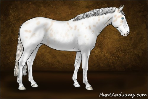 Horse Color:White Spotted Gold Cream Champagne Pearl Appaloosa 