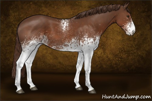 Horse Color:White Spotted Liver Chestnut 