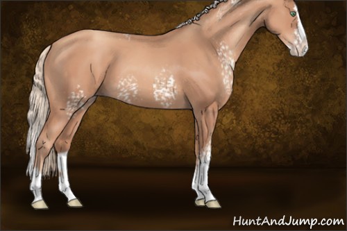 Horse Color:White Spotted Gold Champagne Splash 