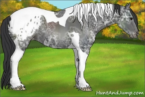 Horse Color:Black Ice Tobiano Appaloosa 