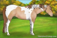Horse Color:Brown Pearl Tobiano 