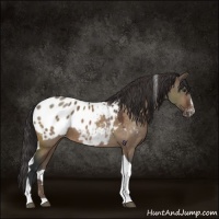 Horse Color:Brown Dun Sabino Tobiano Appaloosa Rabicano 