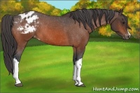 Horse Color:Bay Appaloosa 