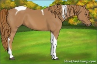 Horse Color:Chestnut Tobiano