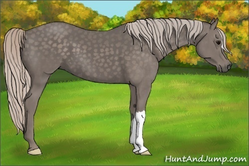 Horse Color:Silver Black 