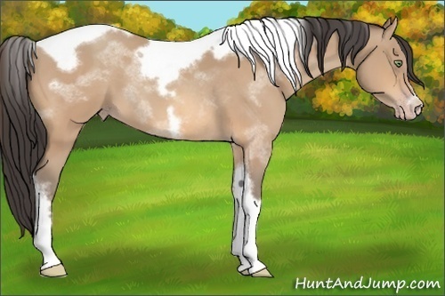 Horse Color:Amber Champagne Tobiano Frame 