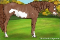 Horse Color:Chestnut Frame Rabicano 