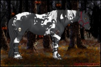 Horse Color:Black Tobiano 