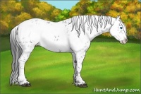 Horse Color:Black Frame 