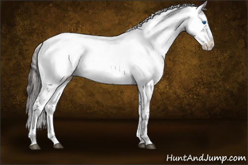 Horse Color:Liver Chestnut Frame 