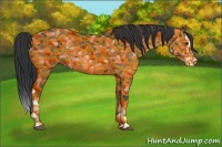 Horse Color:Bay Splash 