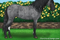 Horse Color:Blue Roan 