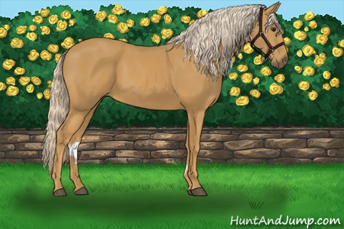 Horse Color:Palomino 