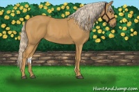 Horse Color:Palomino