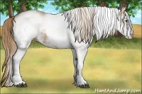 Horse Color:White Spotted Chestnut 