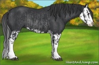 Horse Color:Black Splash  and Black Splash Rabicano 