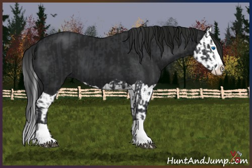 Horse Color:Black Splash  and Gray Black Splash 