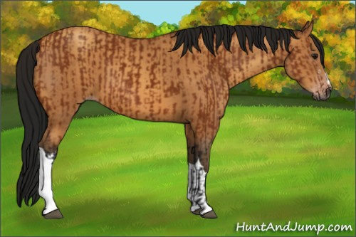Horse Color:Gray Bay  and Gray Amber Champagne 