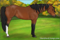Horse Color:Gray Bay 