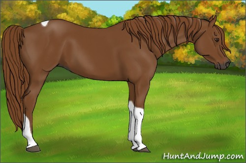 Horse Color:Gray Chestnut Tobiano