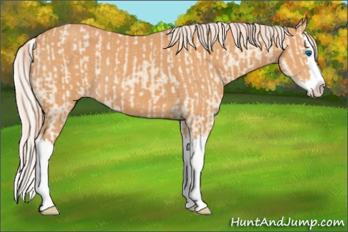 Horse Color:Cremello Splash  and Gray Cremello Splash 