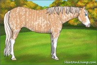 Horse Color:Cremello Splash  and Gray Cremello Splash 