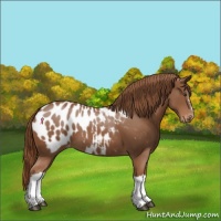 Horse Color:Chestnut Appaloosa