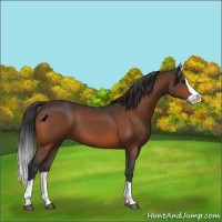 Horse Color:Bay Splash 