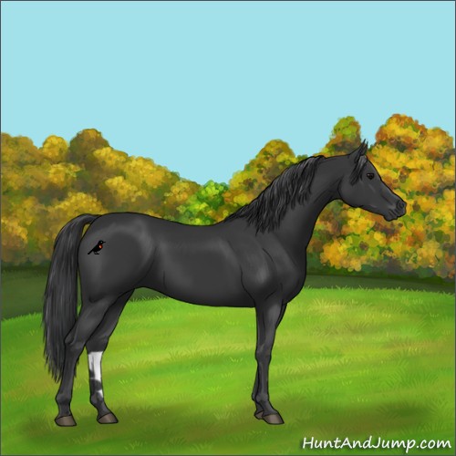 Horse Color:Black 