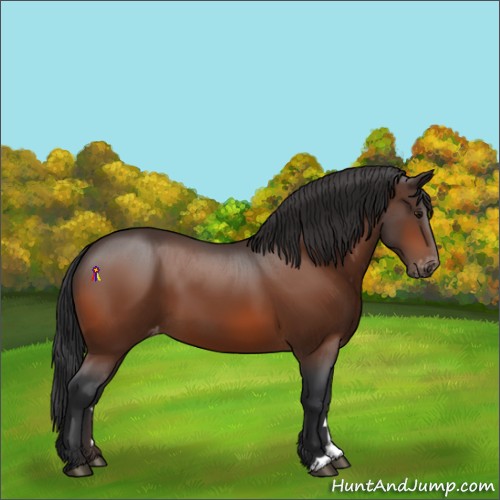 Horse Color:Bay Appaloosa