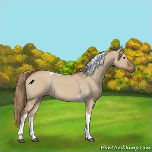 Horse Color:Red Dun Tobiano 