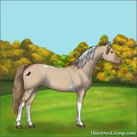 Horse Color:Red Dun Tobiano 