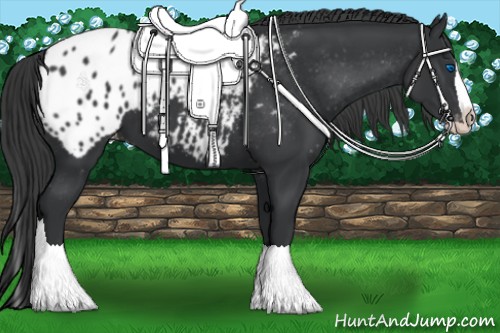 Horse Color:Black Splash Appaloosa