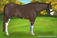 Horse Color:Liver Chestnut Sabino 