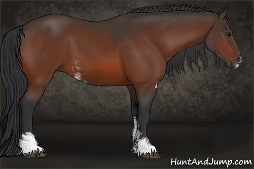 Horse Color:Bay Sabino 