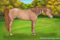 Horse Color:Gold Champagne 