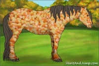 Horse Color:Buckskin Roan