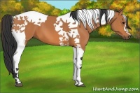 Horse Color:Bay Tobiano 