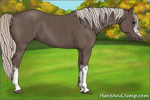 Horse Color:Silver Black and Silver Black
