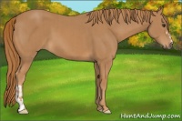 Horse Color:Chestnut  and Chestnut 