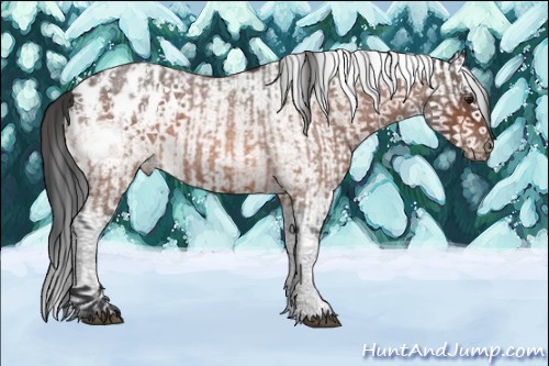 Horse Color:Bay Roan Splash Tobiano Appaloosa and White Spotted Bay Roan Splash Appaloosa