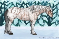 Horse Color:Bay Roan Splash Tobiano Appaloosa  and White Spotted Bay Roan Splash Appaloosa 